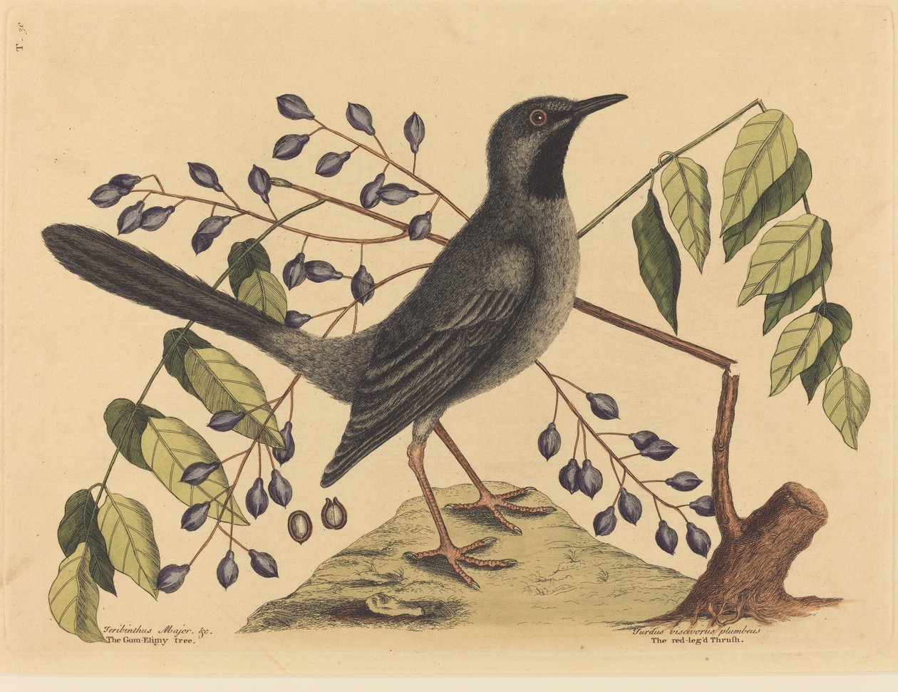 Punajalkainen sammas Turdus plumbeus, julkaistu 1731-1743. tekijältä Mark Catesby