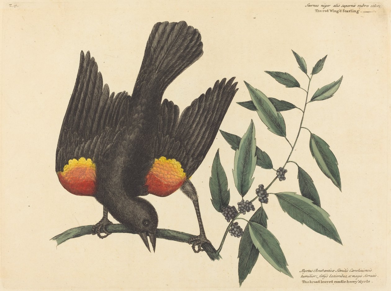 Punasiipinen kottarainen Oriolus phoeniceus, julkaistu 1754. tekijältä Mark Catesby