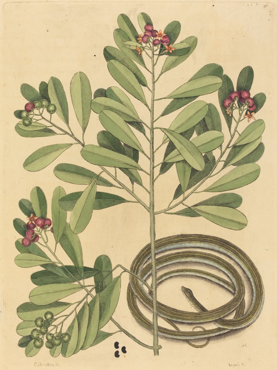 The Ribbon Snake Coluber saurita, julkaistu 1731-1743. tekijältä Mark Catesby