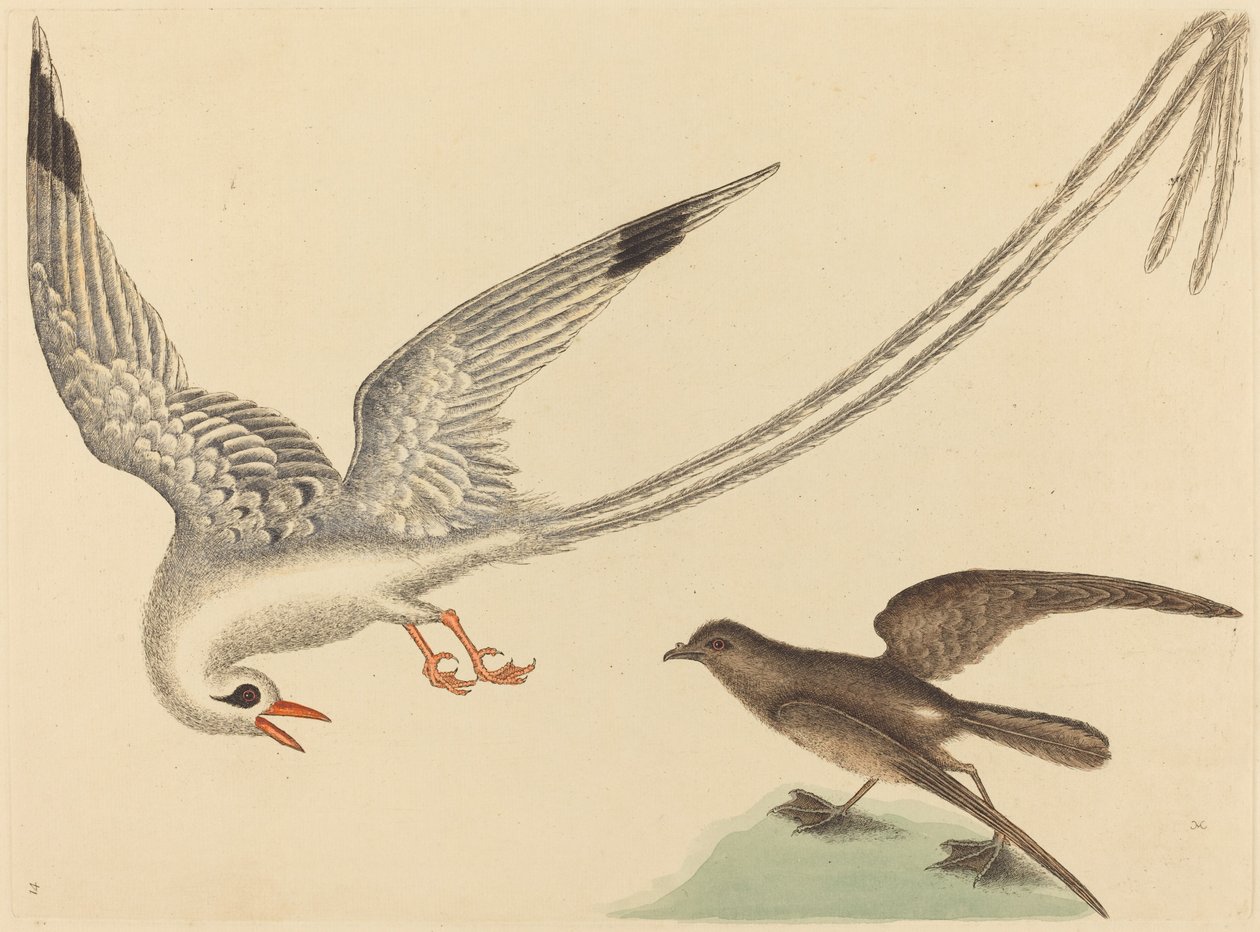 Riisilintu Emberiza oryzivora, julkaistu 1731-1743. tekijältä Mark Catesby