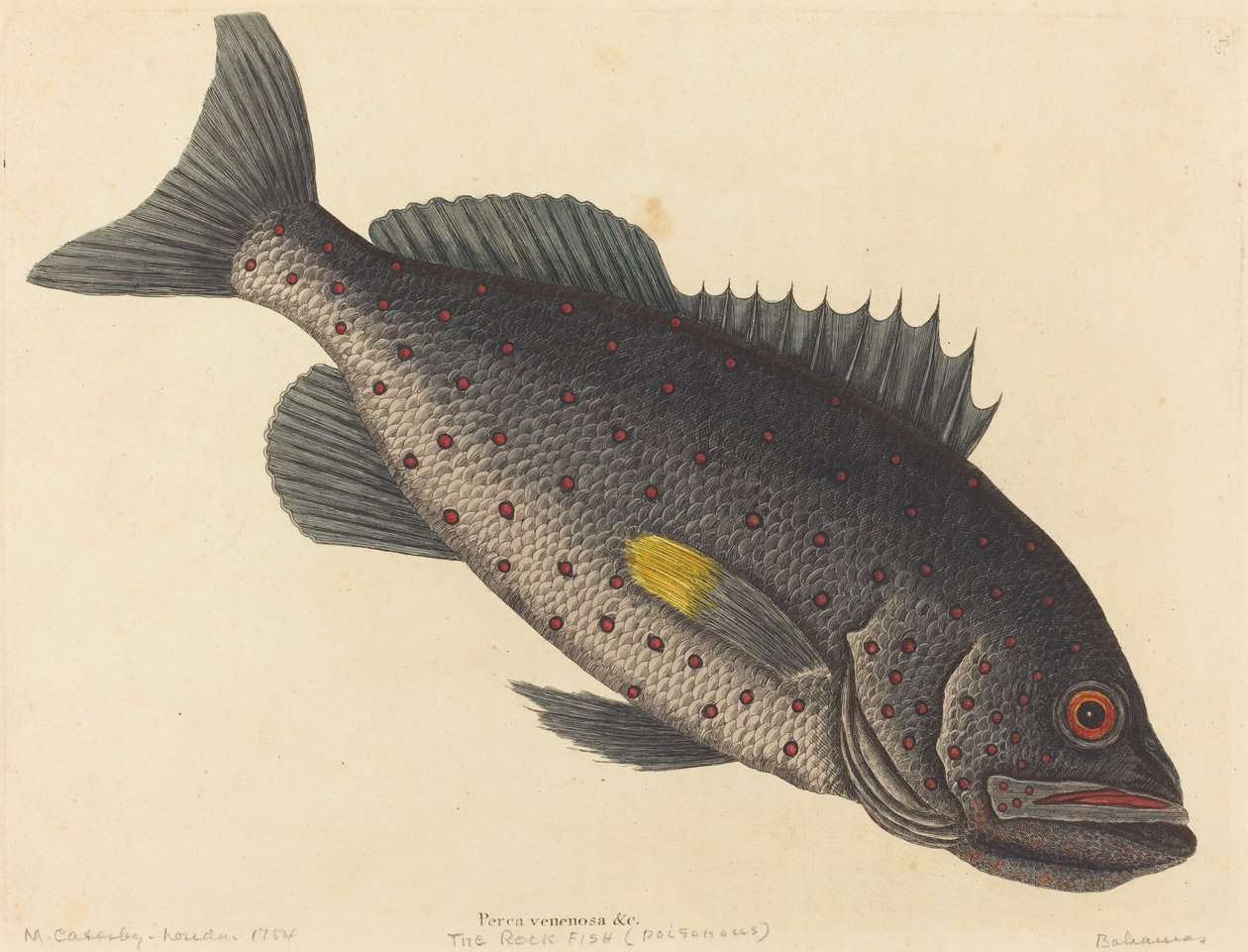 Rock Fish (myrkkyahven) tekijältä Mark Catesby