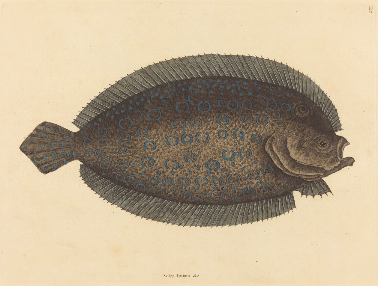 Sole Pleuronectes lunatus, julkaistu 1731-1743. tekijältä Mark Catesby