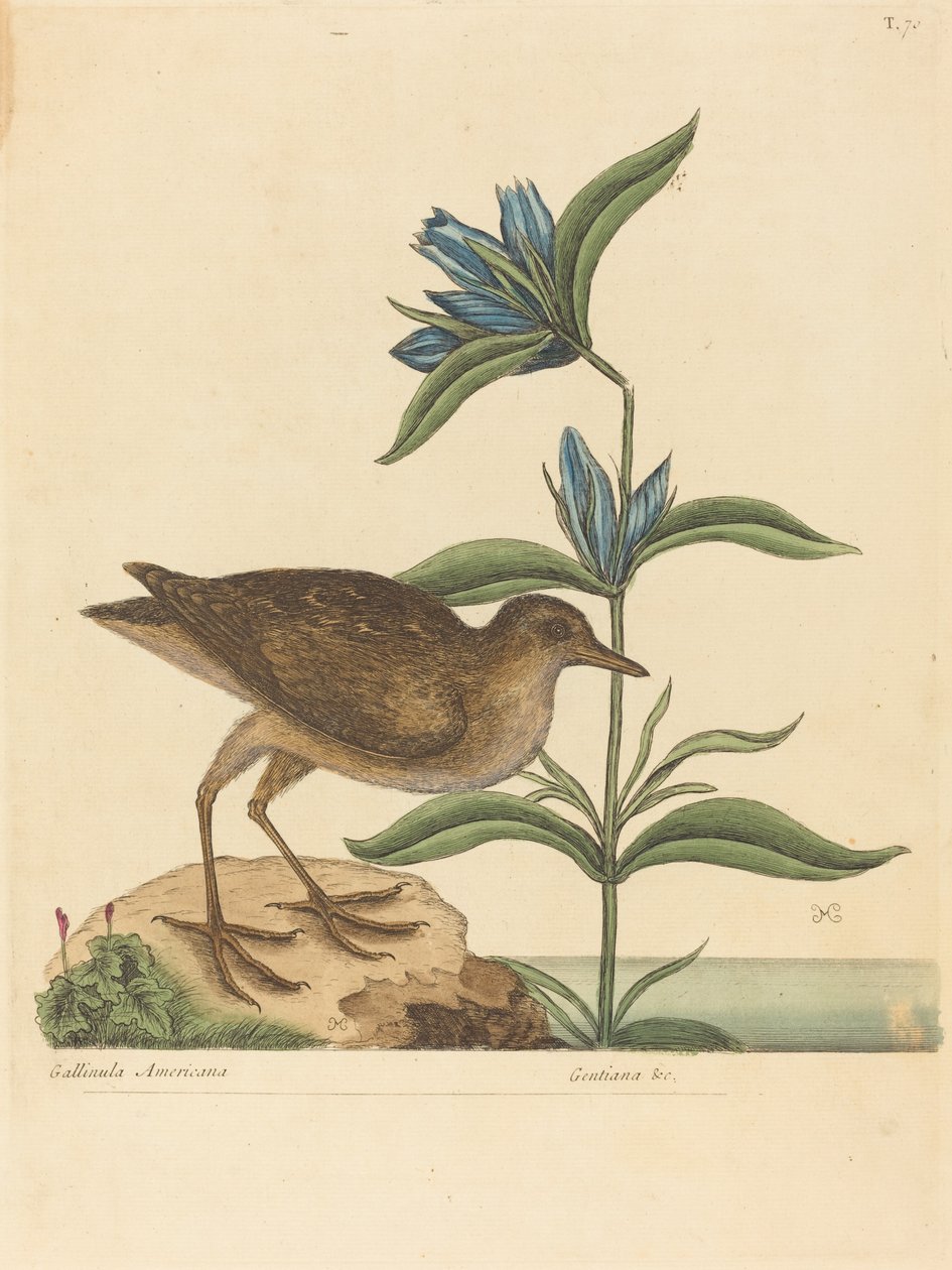 Soree (Rallus Virginianus) tekijältä Mark Catesby
