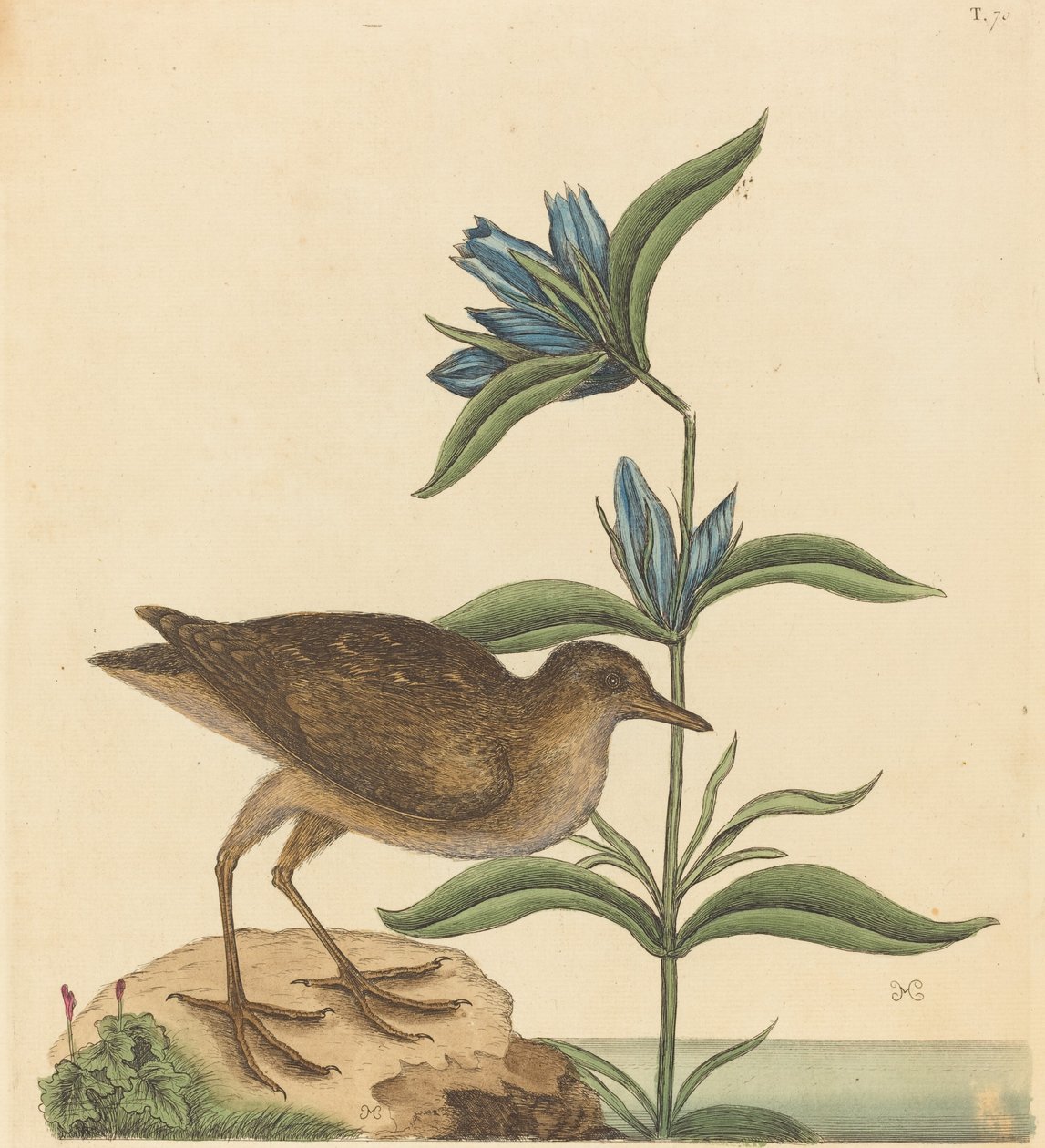 The Soree Rallus Virginianus, julkaistu 1731-1743. tekijältä Mark Catesby