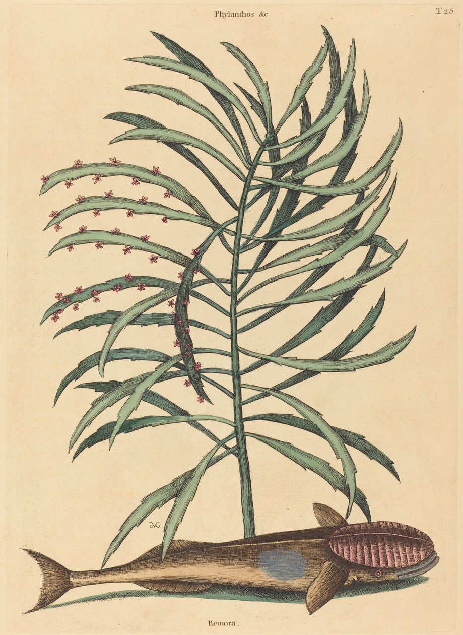 El peix xuclador (Echeneis Naucratis) finlandès tekijältä Mark Catesby