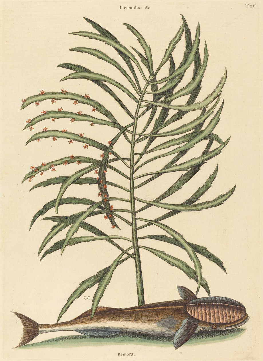 The Sucking Fish Echeneis naucratis, julkaistu 1731-1743. tekijältä Mark Catesby