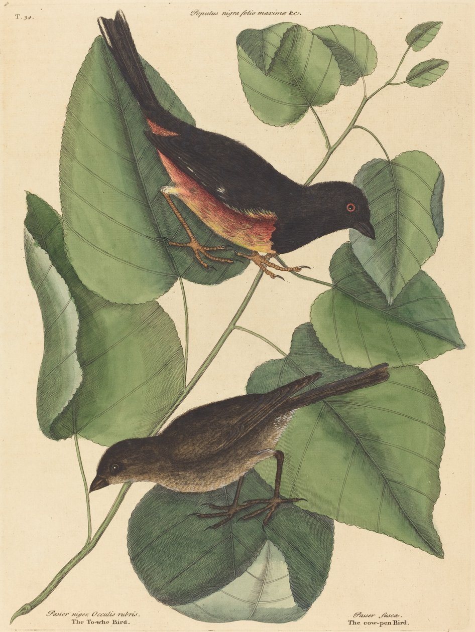Towhe Bird Fringilla erythrophthalma, julkaistu 1754. tekijältä Mark Catesby