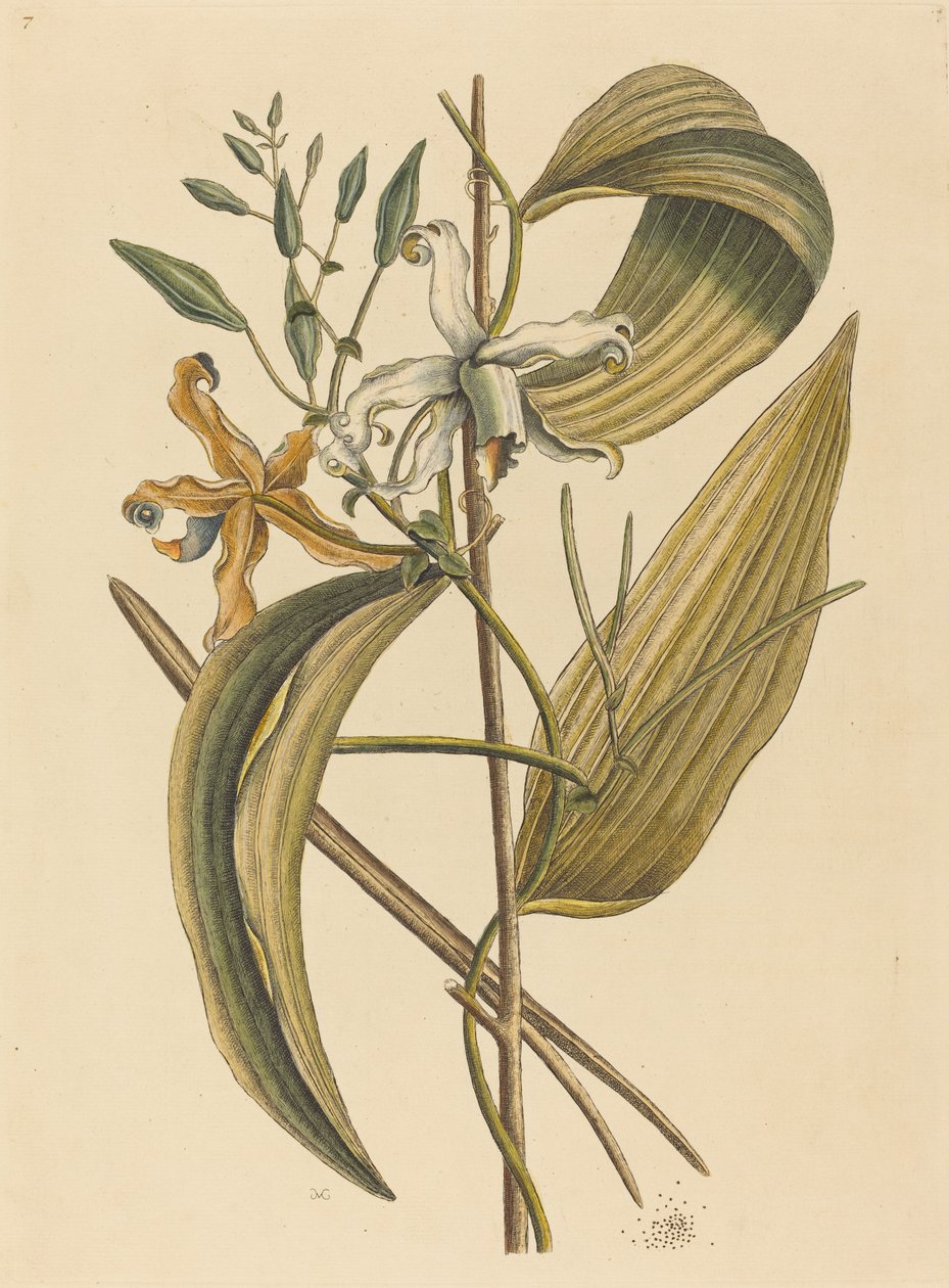 The Vanelloe Epidendrum Vanilla, julkaistu 1731-1743. tekijältä Mark Catesby