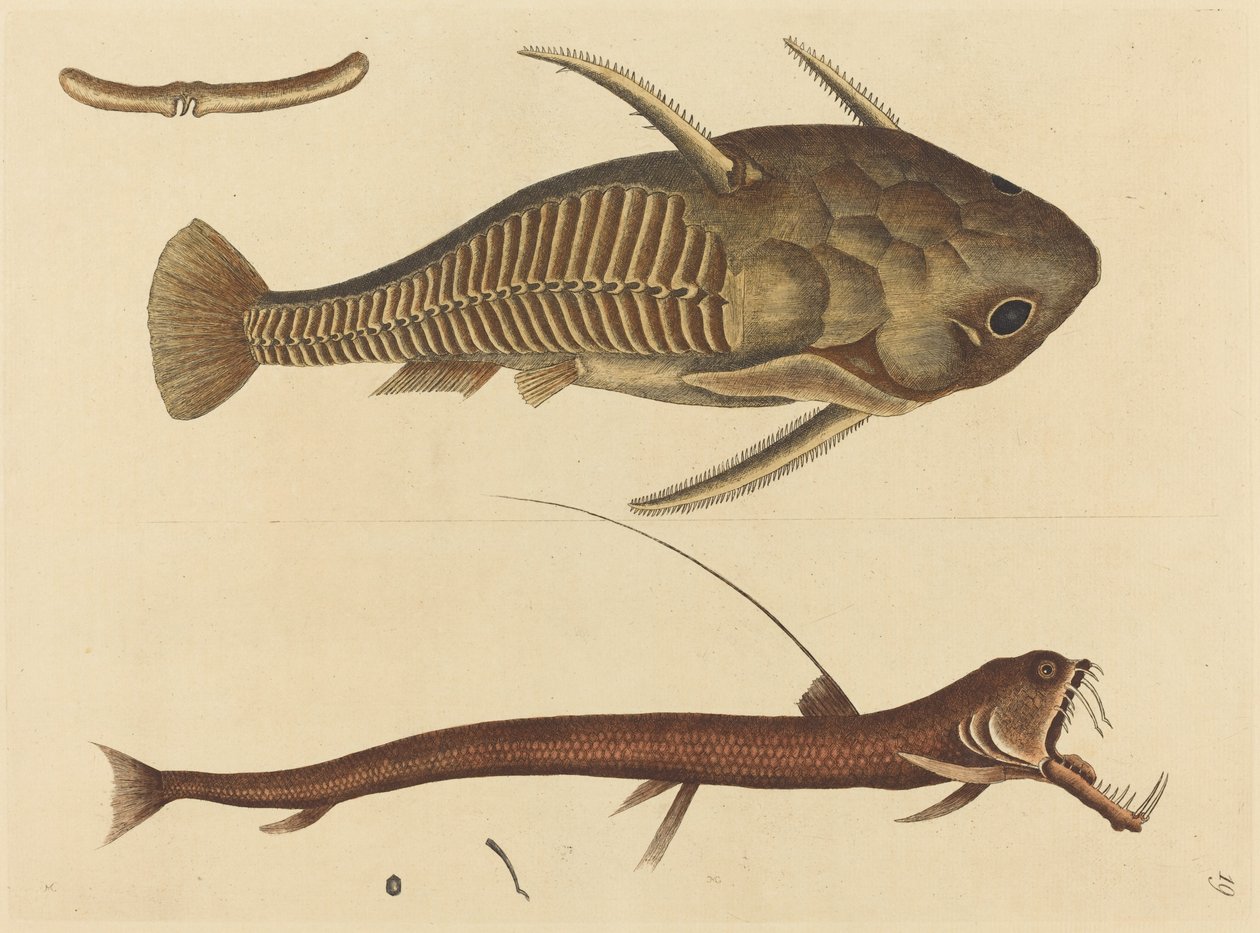 Viper-mouth Silurus cataphractus, julkaistu 1731-1743. tekijältä Mark Catesby