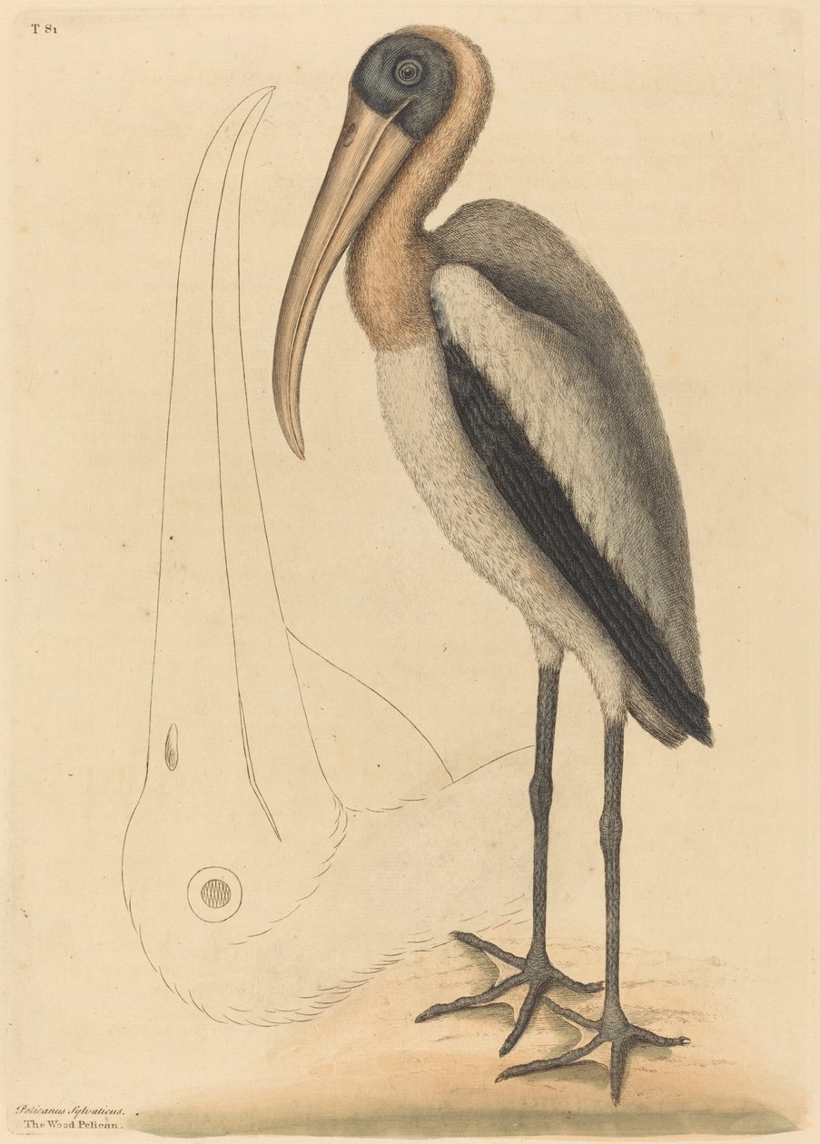 The Wood Pelican Tantalus Loculator, julkaistu 1731-1743. tekijältä Mark Catesby
