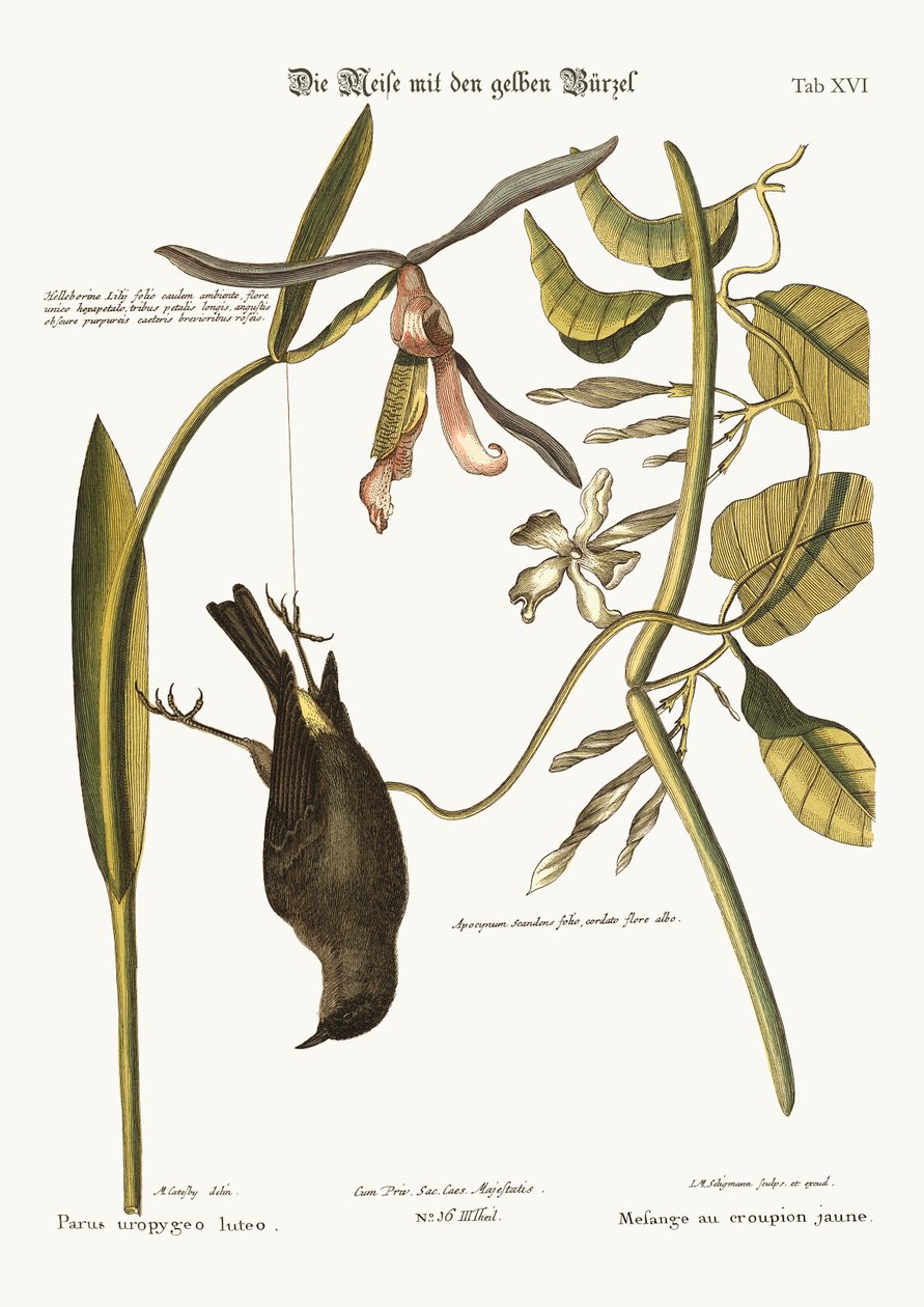 Keltainen rinne, 1749-73 tekijältä Mark Catesby