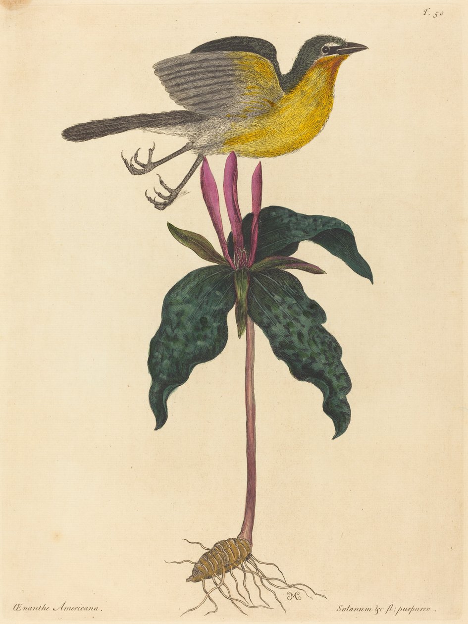 The Yellow-breasted Chat, julkaistu 1754. tekijältä Mark Catesby