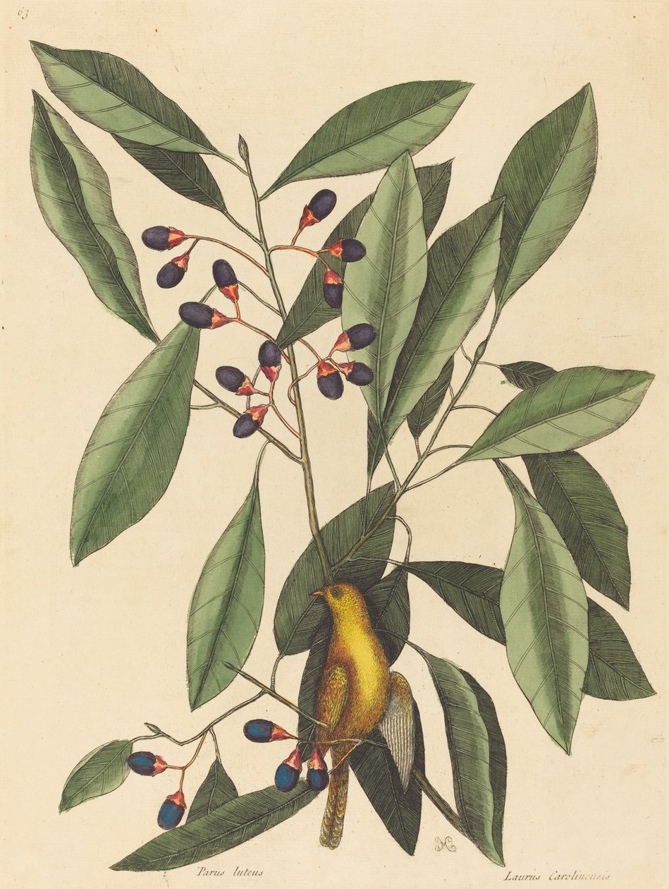 Keltatiainen Motacilla trochilus, julkaistu 1754. tekijältä Mark Catesby