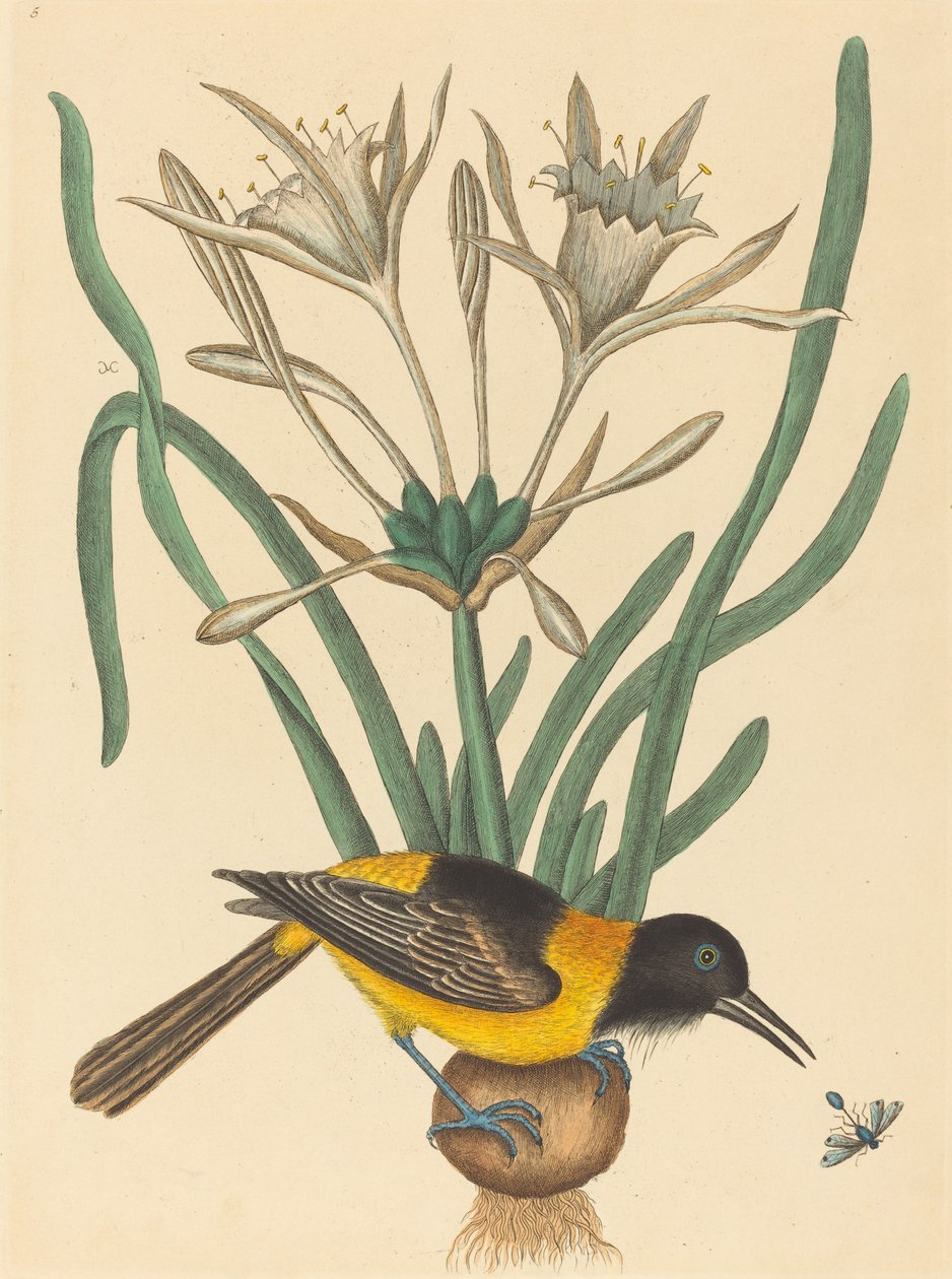 Keltainen ja musta pye (Oriolus Icterus) tekijältä Mark Catesby
