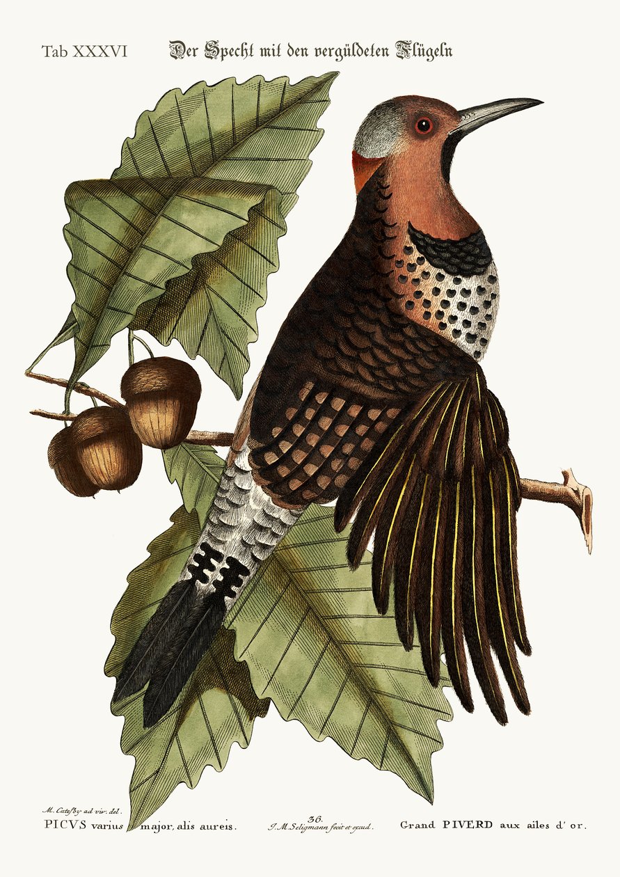 Kultasiipinen puukiipijä, 1749-73 tekijältä Mark Catesby