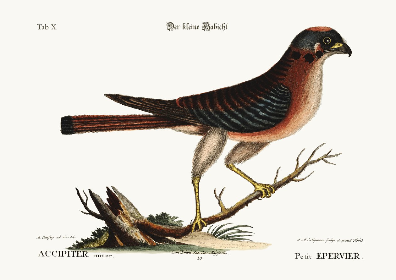 Pieni Haukka, 1749-73 tekijältä Mark Catesby