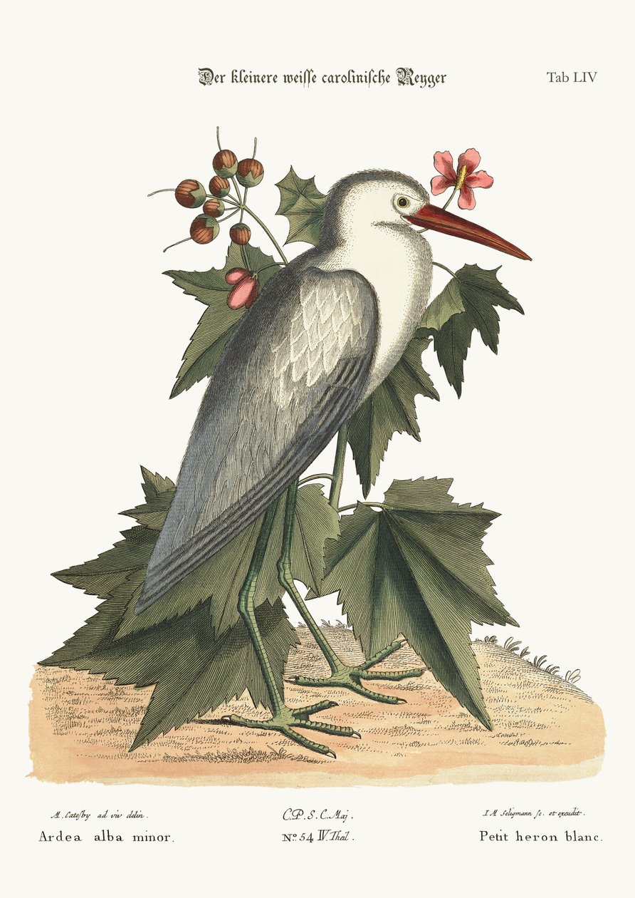 Pieni valkoinen harmaahaikara, 1749-73 tekijältä Mark Catesby