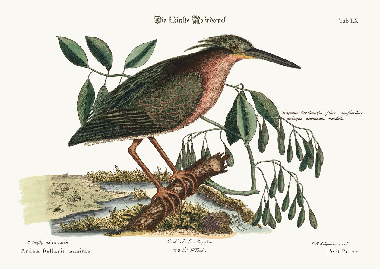 Pieni Bittern, 1749-73 tekijältä Mark Catesby