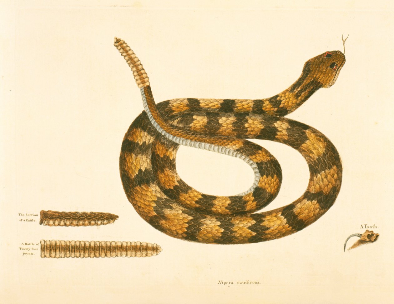Viper Caudison Snake, Rattlesnake, levy 41, vol. 1, "Carolinan, Floridan ja Bahaman luonnonhistoriasta" tekijältä Mark Catesby