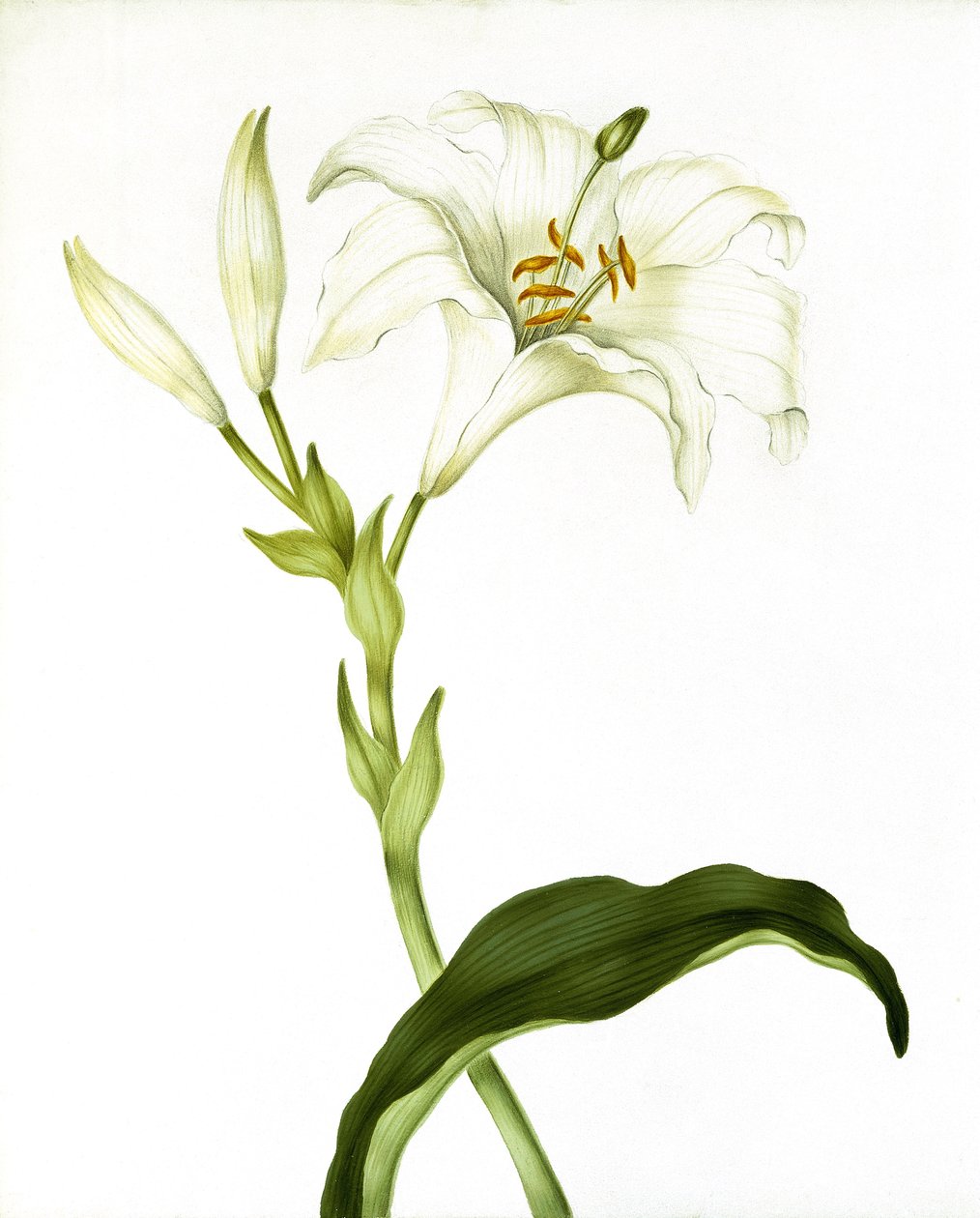 Lily, noin 1790 tekijältä Martha Tuthill