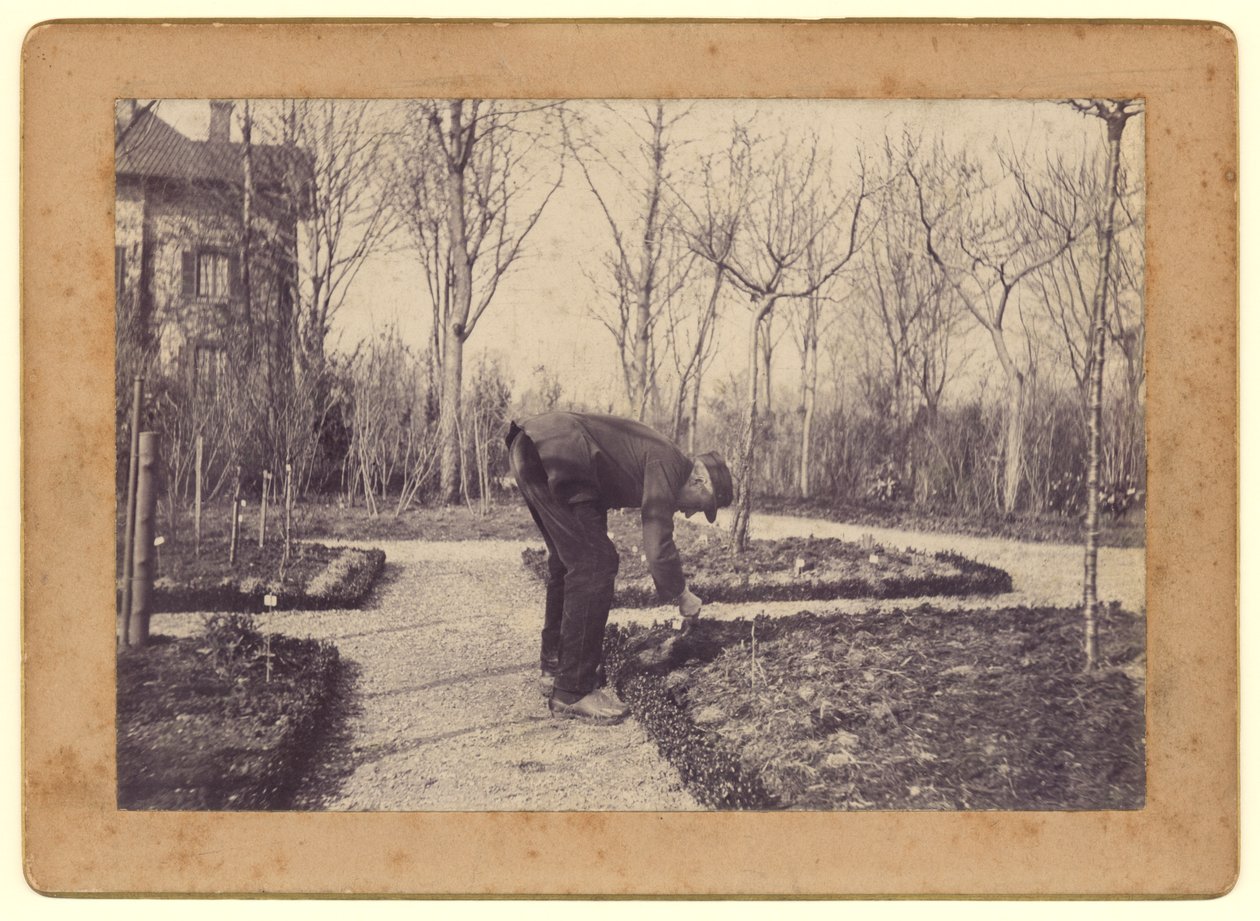 Gustave Caillebotte (1848-94) puutarhanhoito Petit Gennevilliersissä helmikuussa 1892 (bw kuva) tekijältä Martial Caillebotte