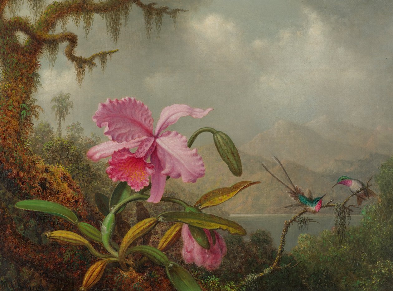 Orkideat ja kolibrit tekijältä Martin Johnson Heade