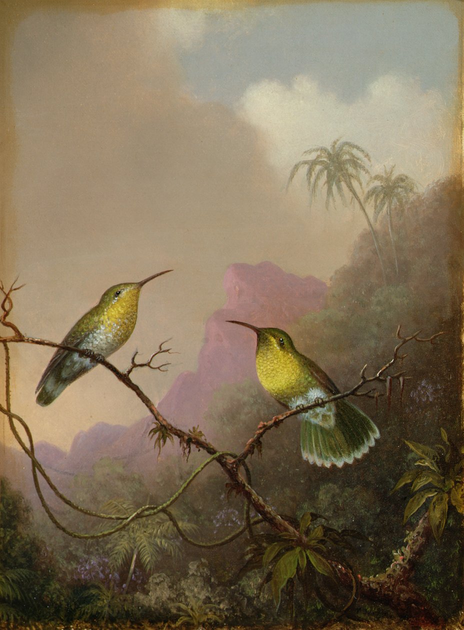 Kaksi hummingbirdiä, n. 1865-1875 tekijältä Martin Johnson Heade