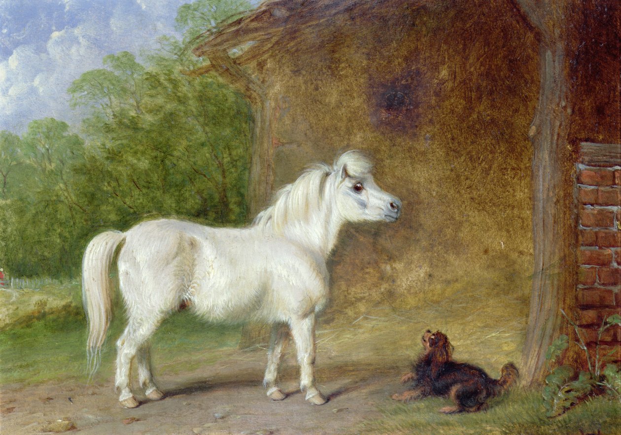Shetlanninponi ja King Charlesin spanieli (lauta) tekijältä Martin Theodore Ward