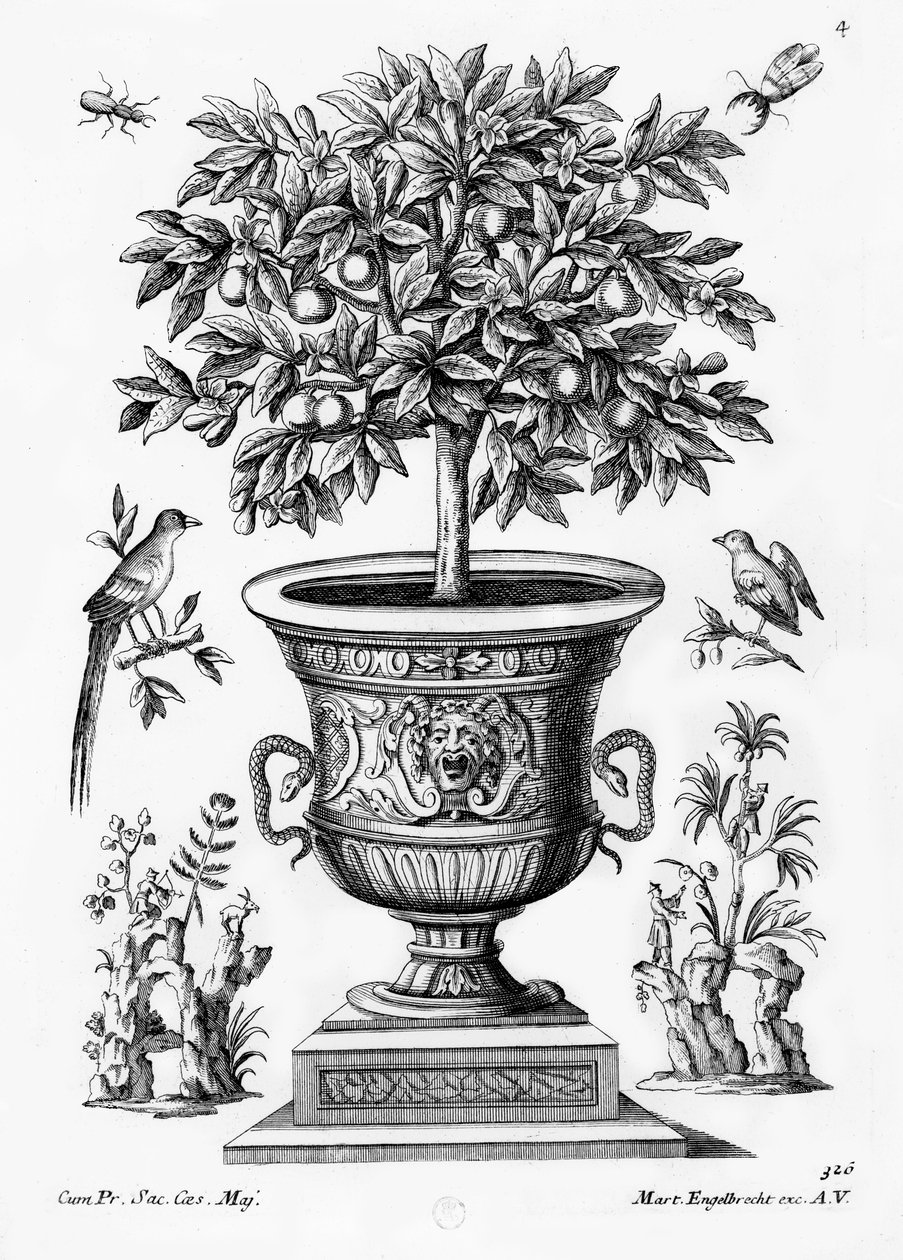 Sitruspuut, n. 1735 tekijältä Martin Engelbrecht