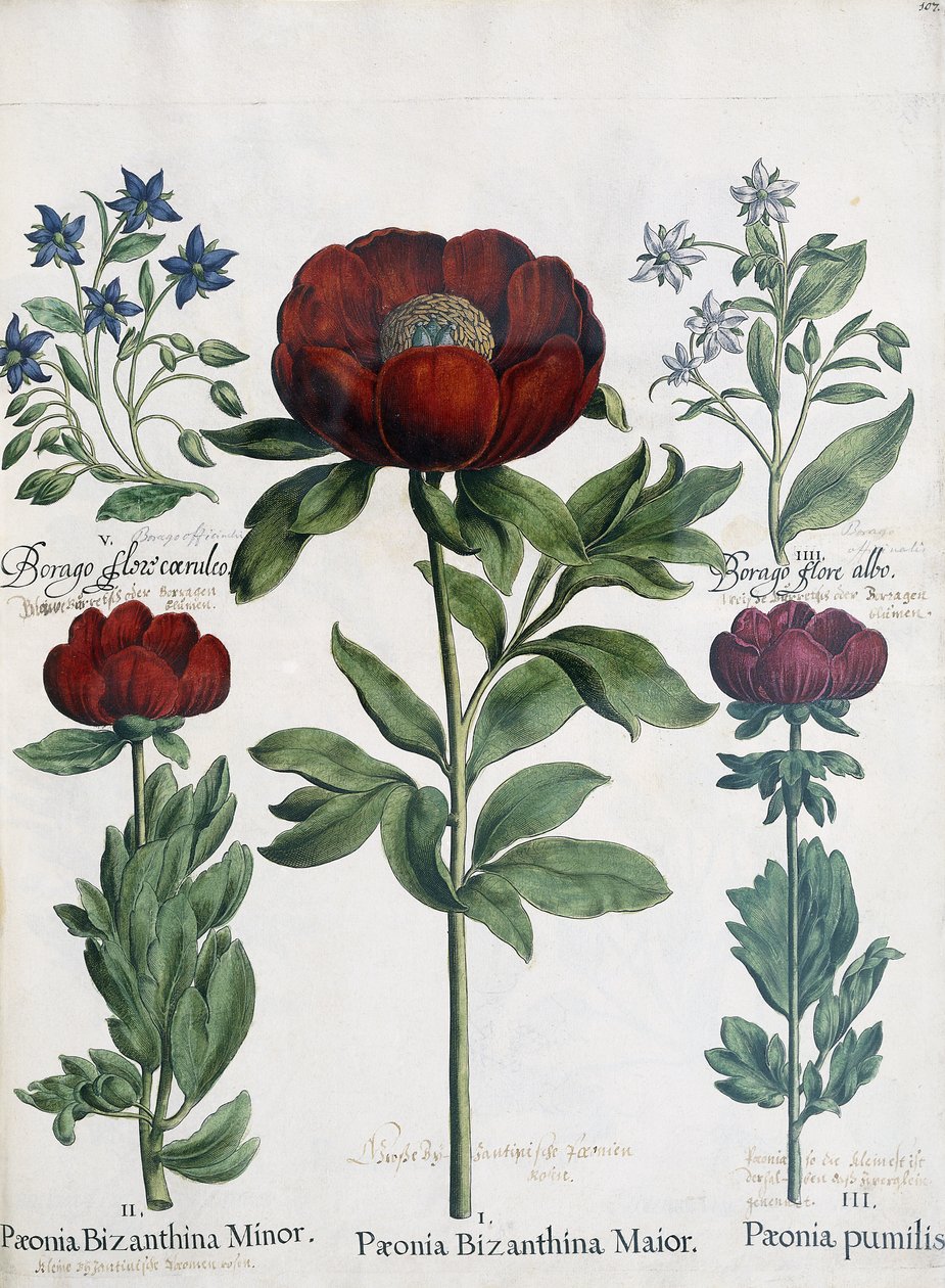 Kolme pionityyppiä, 1613 tekijältä Martin I Mytens