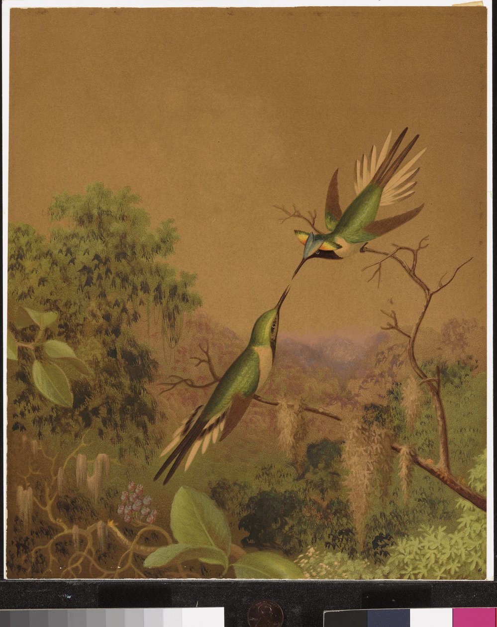 Brasilian hummingbirds IV tekijältä Martin Johnson Heade