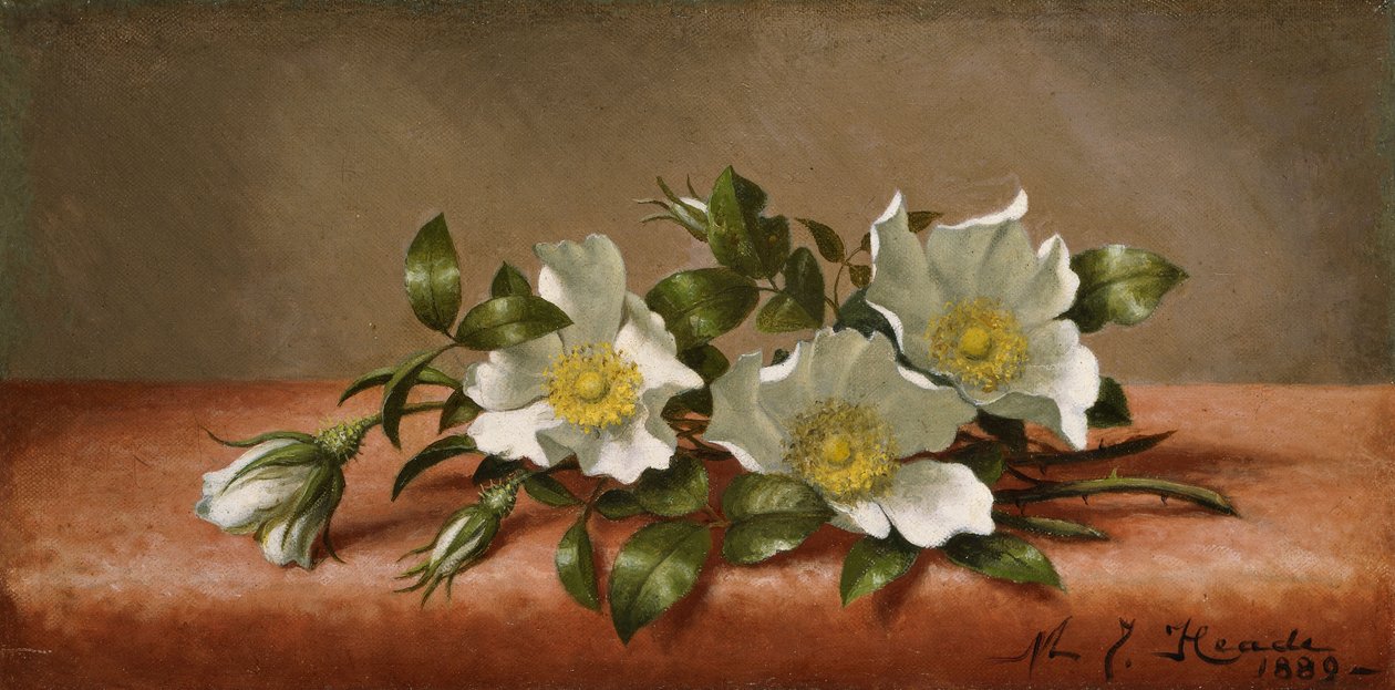 Cherokee ruusut tekijältä Martin Johnson Heade
