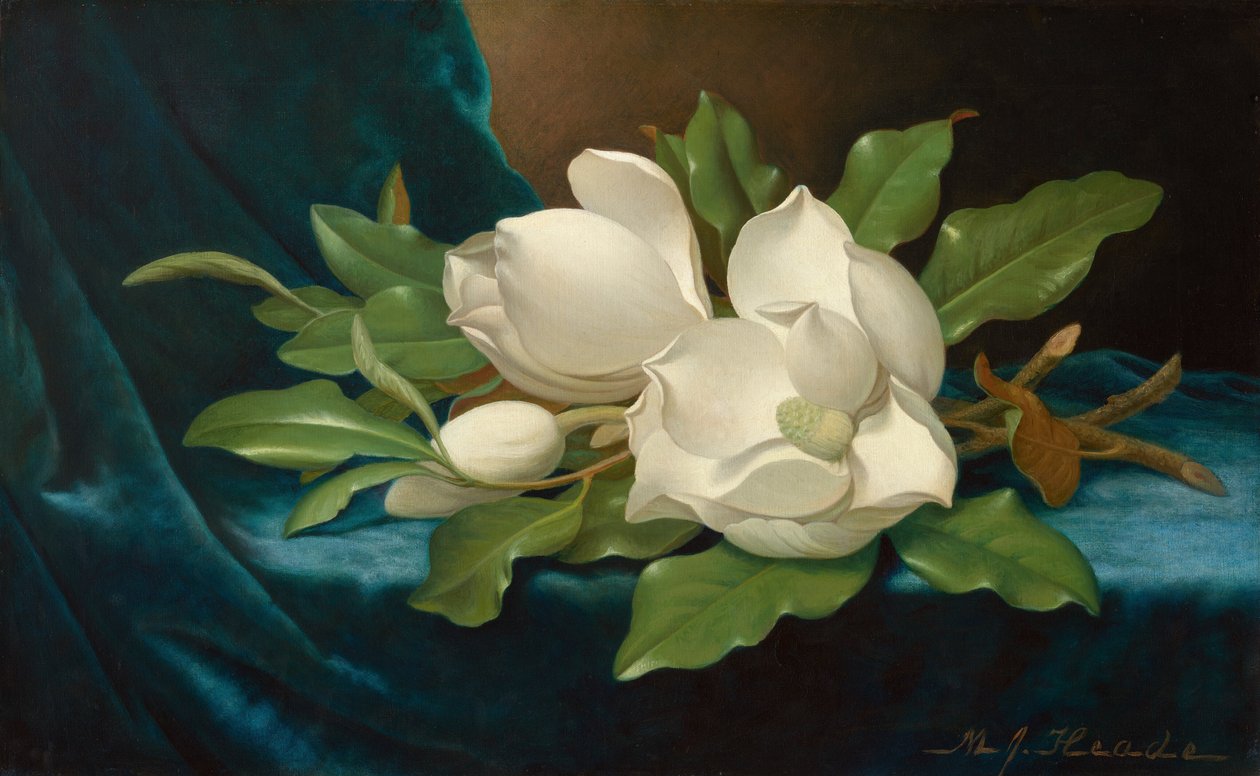 Jättimäisiä magnolioita sinisellä samettikankaalla tekijältä Martin Johnson Heade