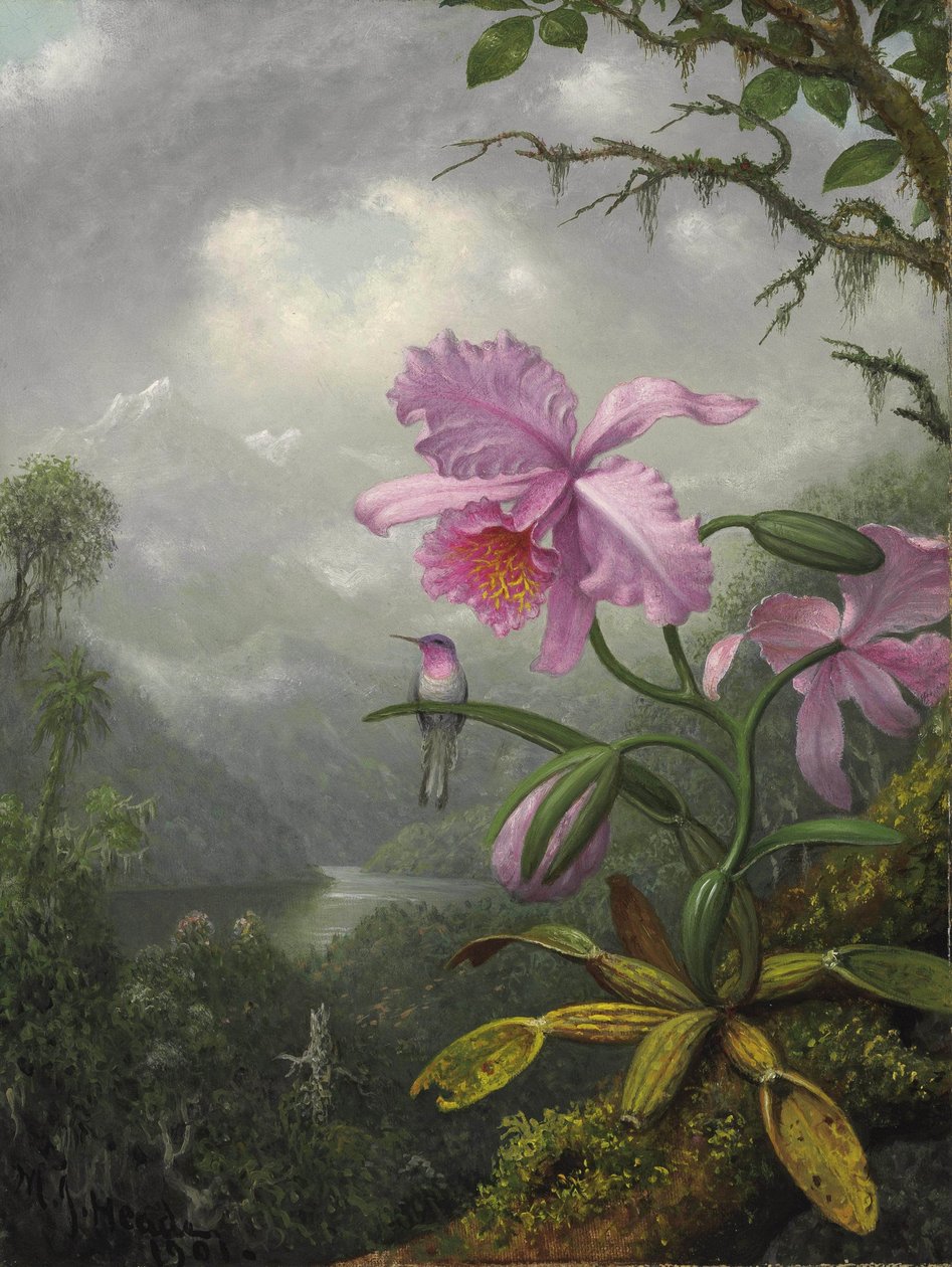 Kolibri istuu orkideakasvissa tekijältä Martin Johnson Heade