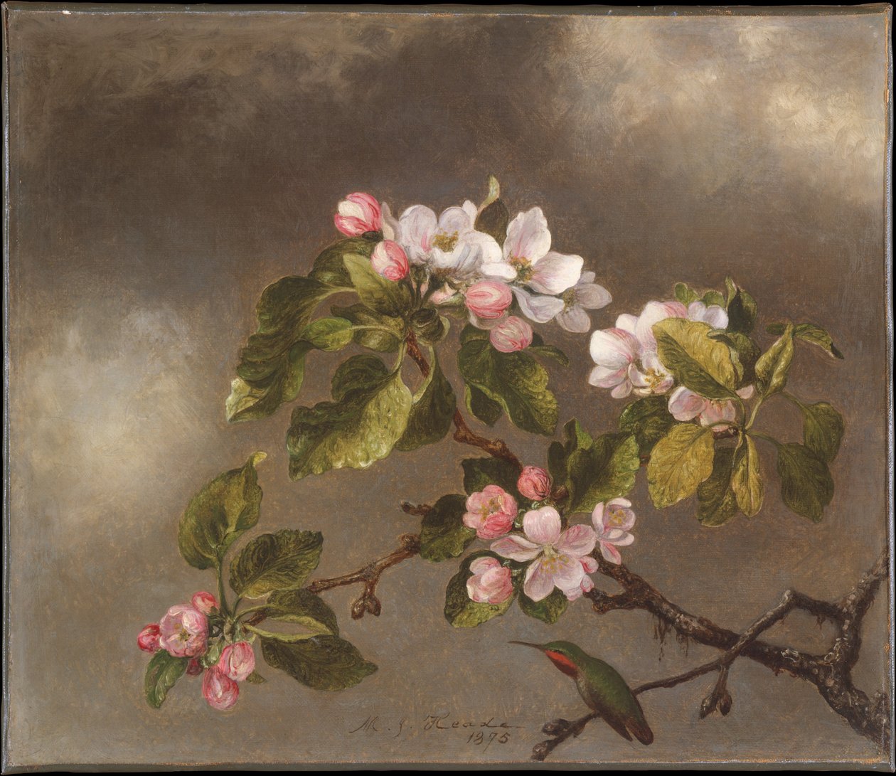 Kolibri ja omenankukat tekijältä Martin Johnson Heade