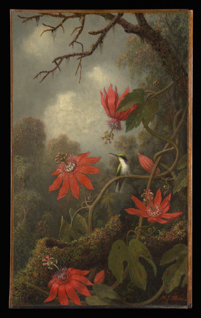 Kolibri ja kärsimyskukat tekijältä Martin Johnson Heade