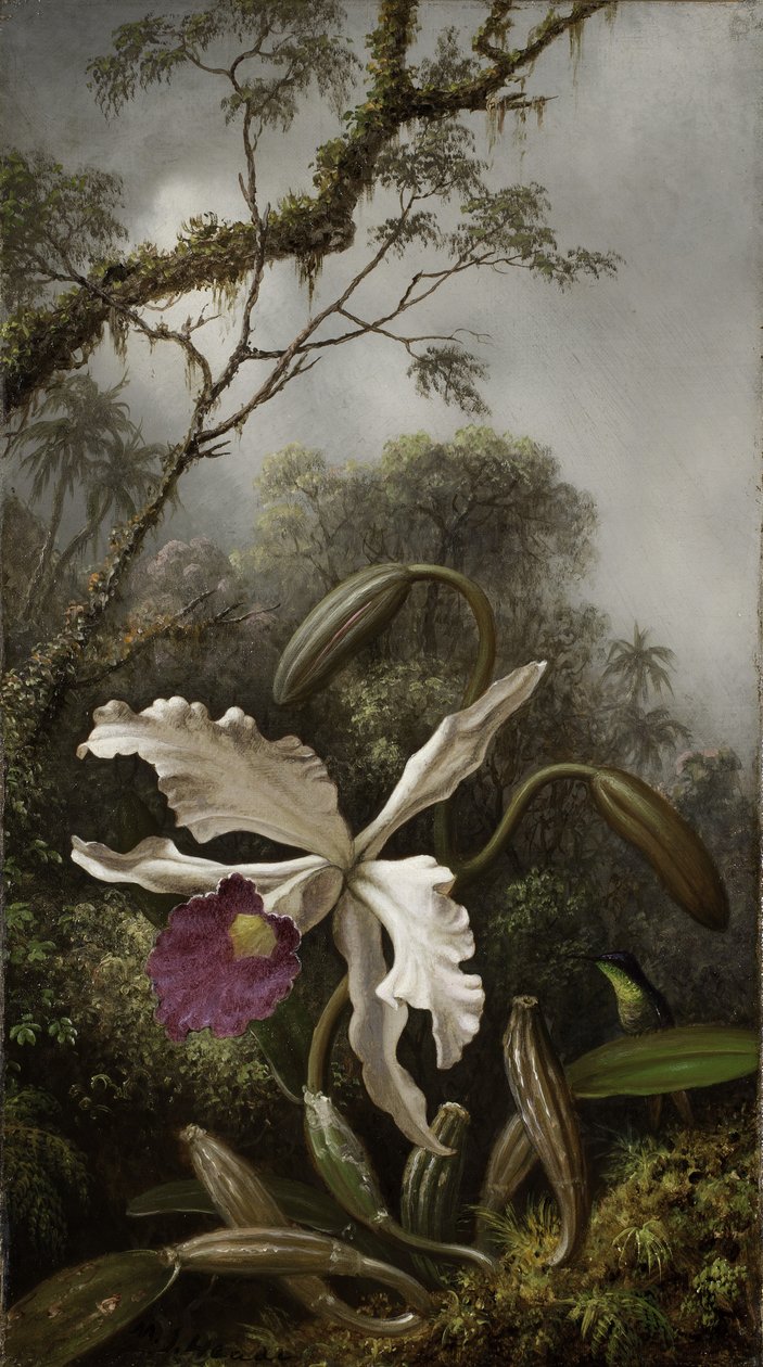 Kolibri valkoisella orkidealla, 1875-1885 tekijältä Martin Johnson Heade