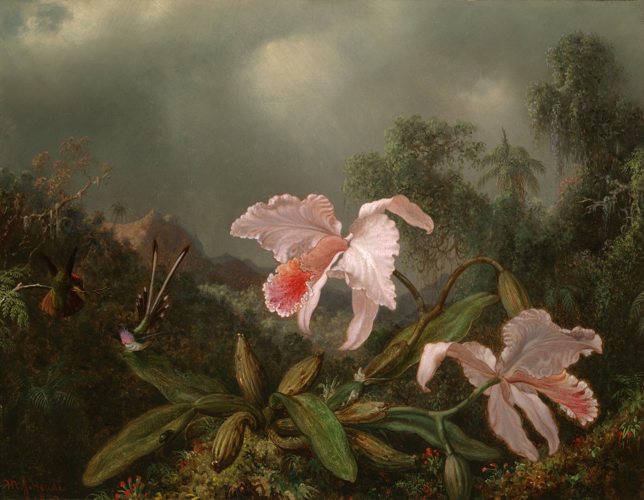 Viidakon orkideoita ja kolibreja tekijältä Martin Johnson Heade