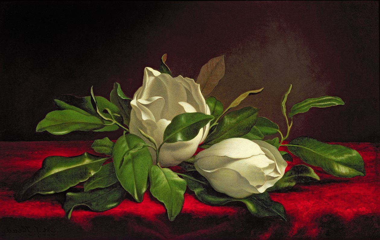 Magnolia tekijältä Martin Johnson Heade