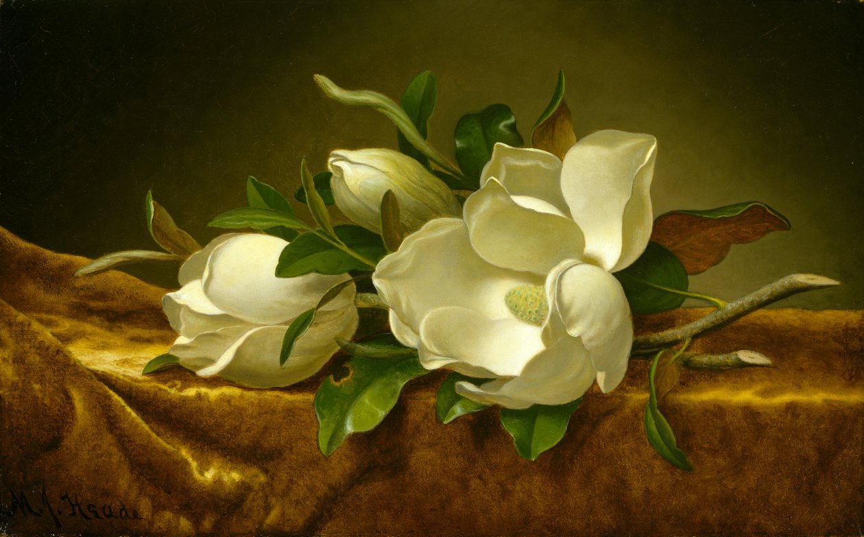 Magnoliat kultaisella samettikankaalla, n. 1888-1890 (öljy kankaalle) tekijältä Martin Johnson Heade