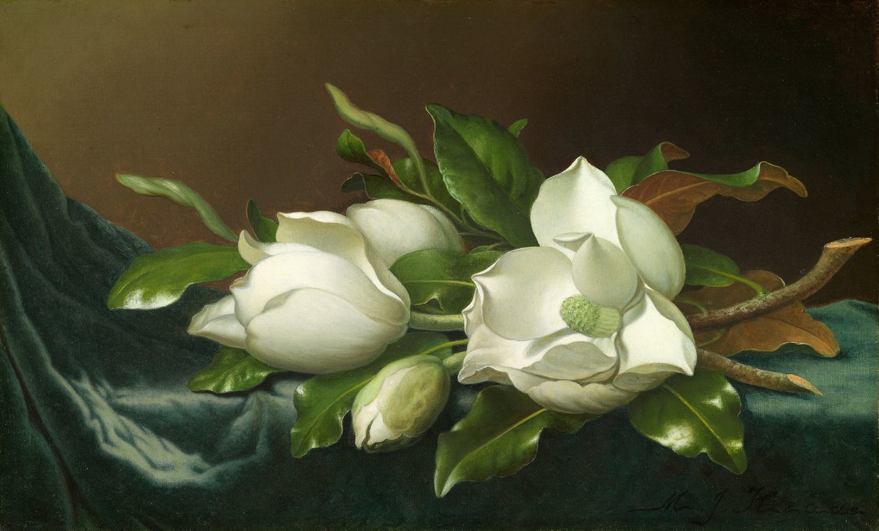 Magnoliat vaaleansinisellä samettikankaalla tekijältä Martin Johnson Heade