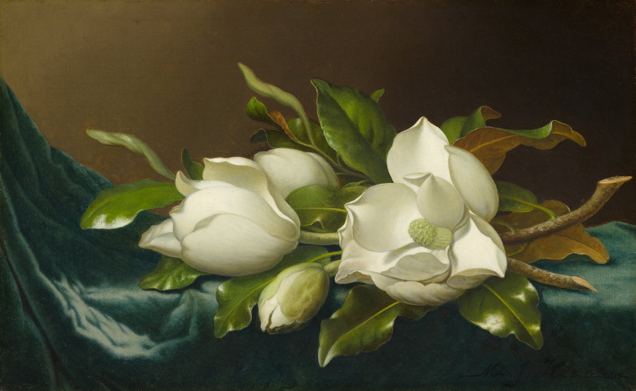 Magnoliat vaaleansinisellä samettikankaalla, 188595. tekijältä Martin Johnson Heade