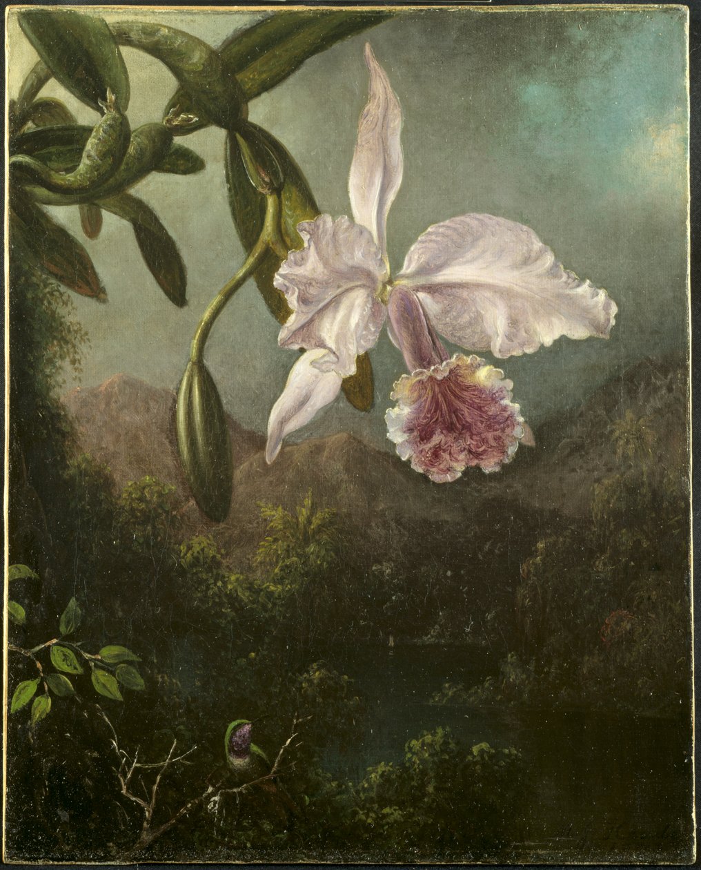 Orkidean kukat tekijältä Martin Johnson Heade