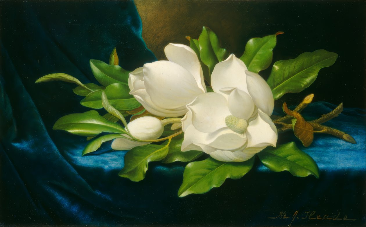 Riesige Magnolien auf einem blauen Samt Tuch tekijältä Martin Johnson Heade