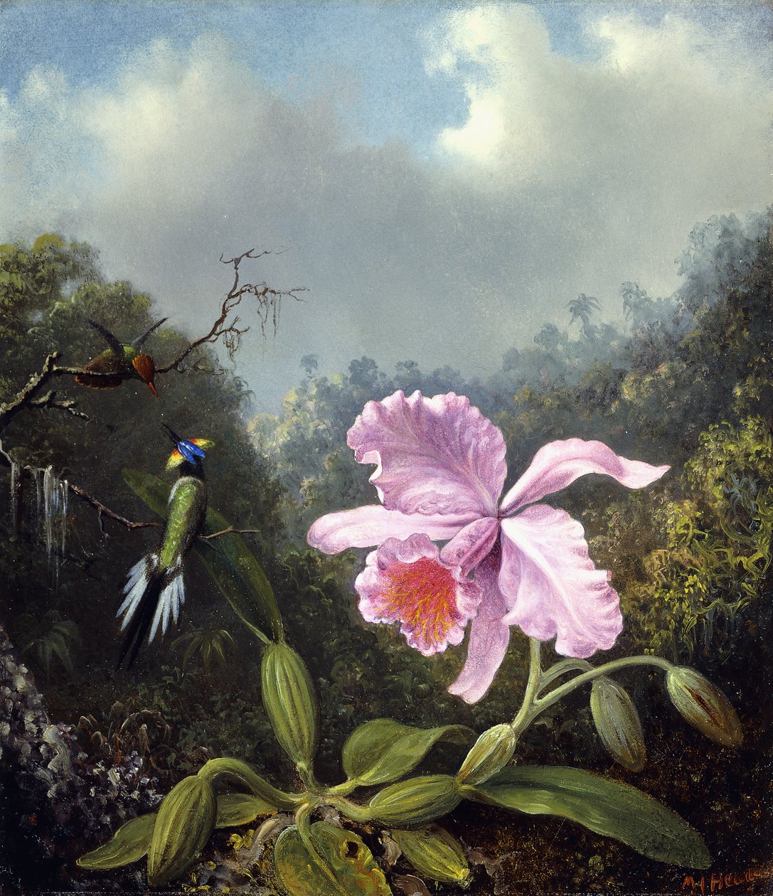 Asetelma orkidean ja kolibriparin kanssa, noin 1890-luku tekijältä Martin Johnson Heade
