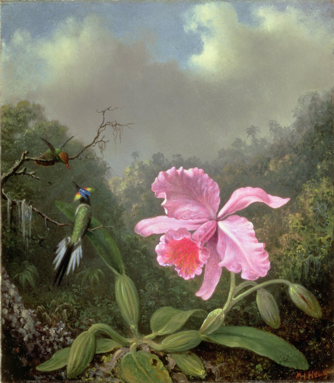 Asetelma, jossa on orkidea ja pari kolibreja, noin 1890-luku (öljy kankaalle). tekijältä Martin Johnson Heade