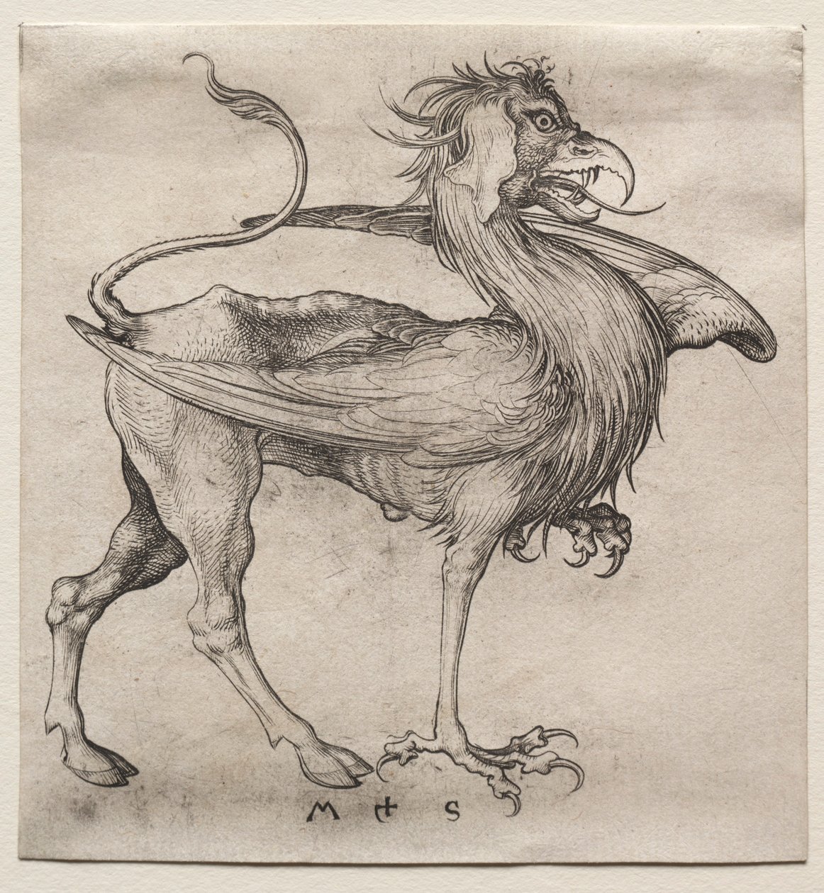 Griffin, 1400-luku. tekijältä Martin Schongauer