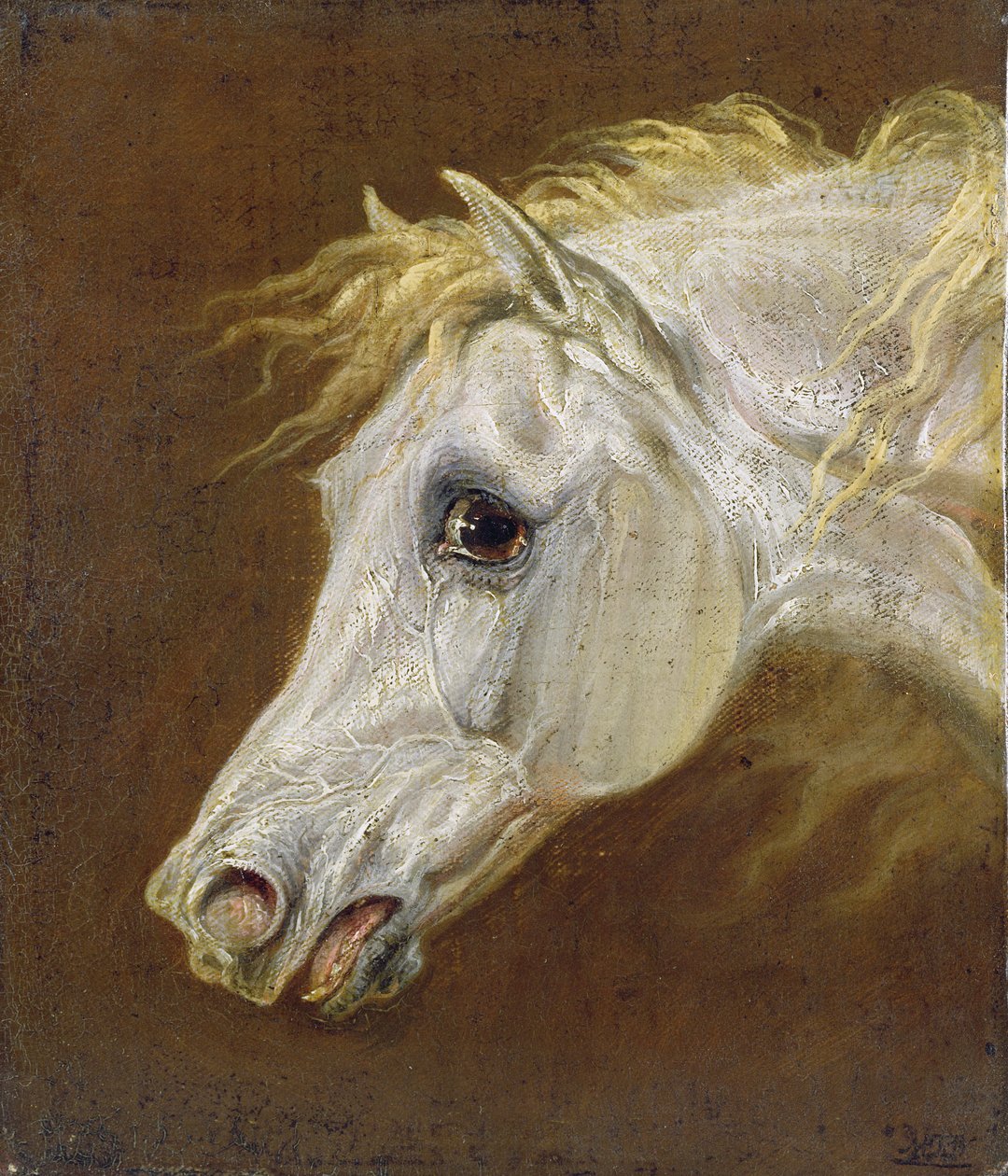 Harmaan arabialaisen hevosen pää (öljy kankaalle paneelissa) tekijältä Martin Theodore Ward