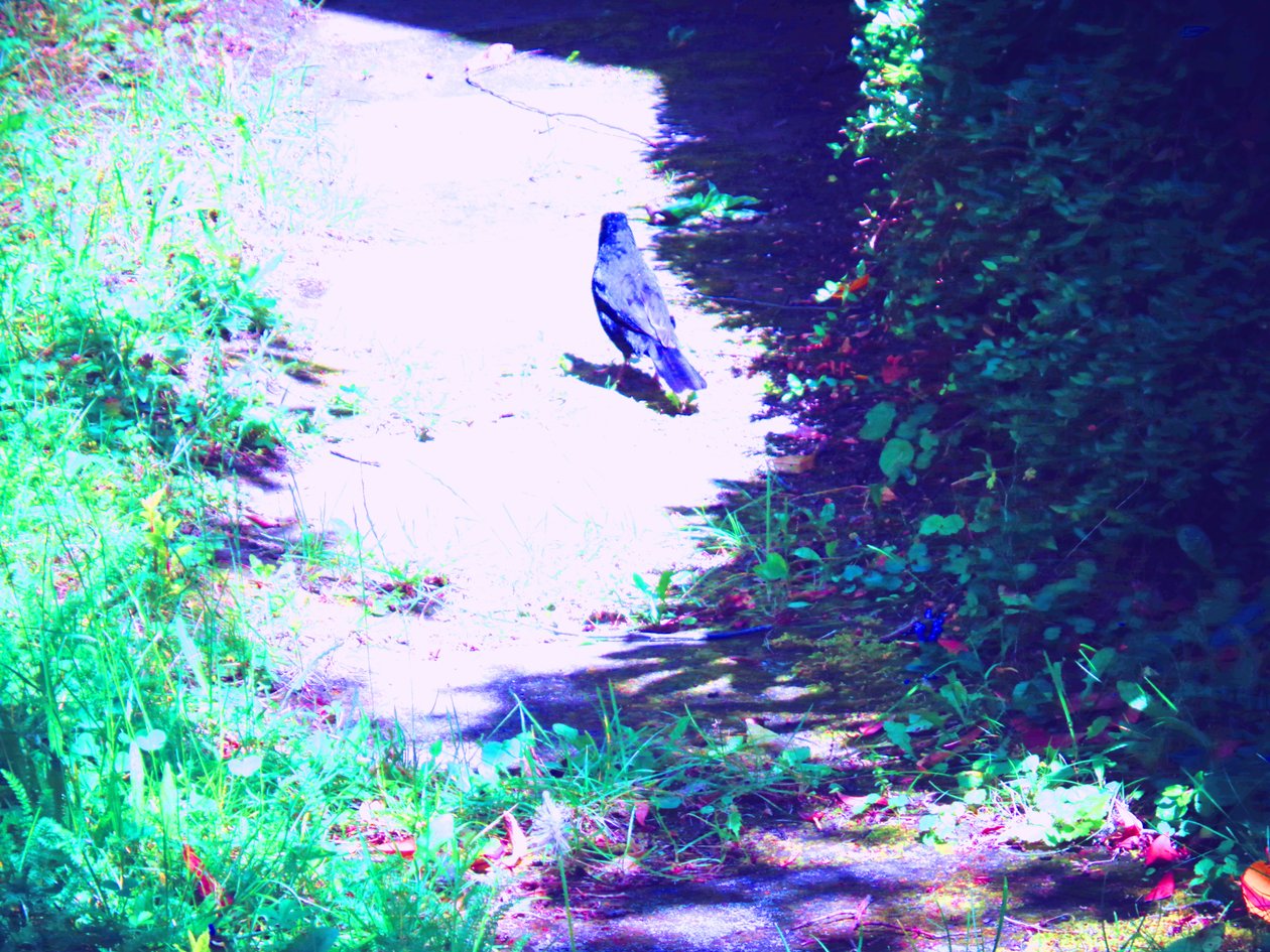 Amsel Spaziergang im Juli tekijältä Martina Konitzky