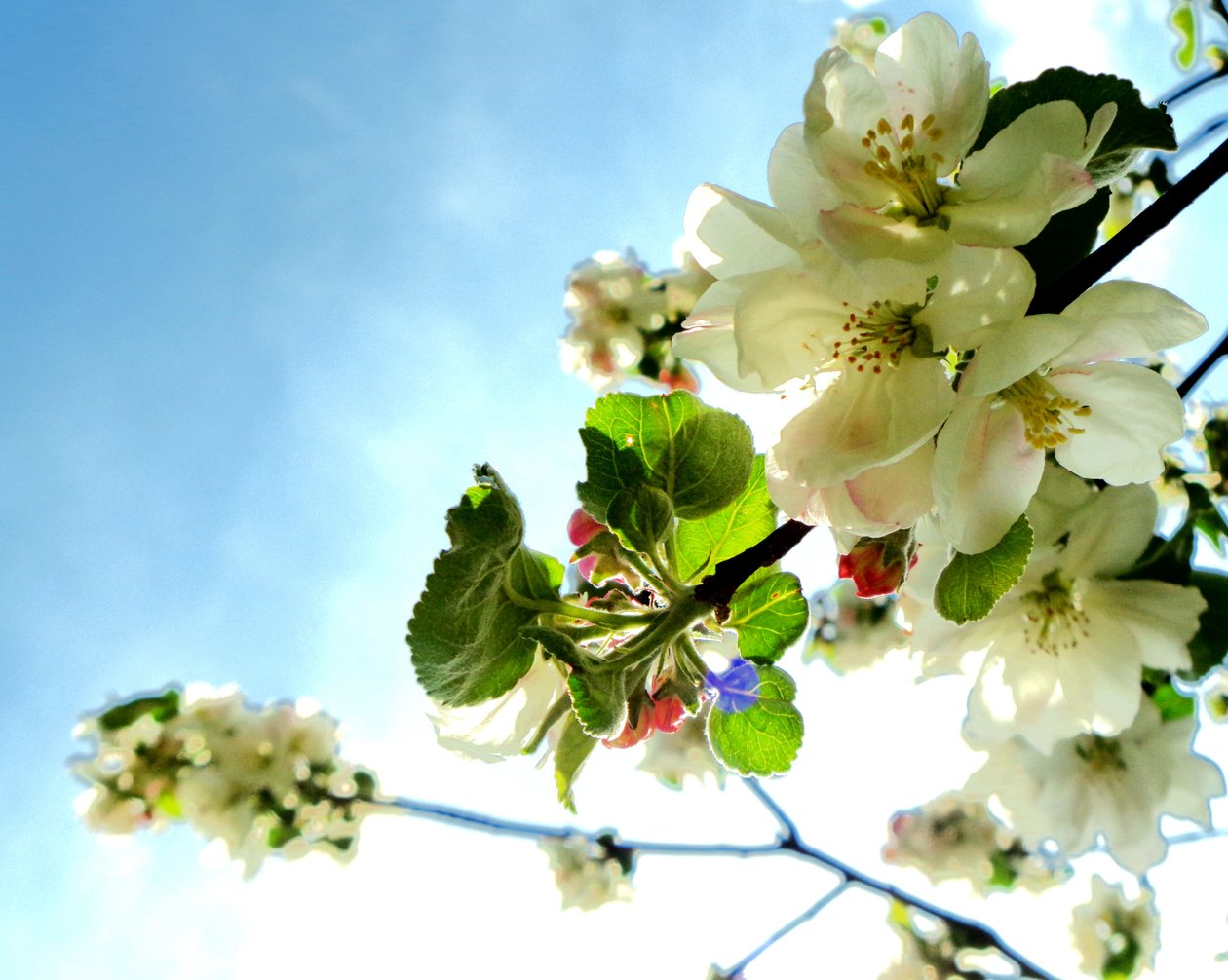 Baumblüten1 tekijältä Martina Konitzky